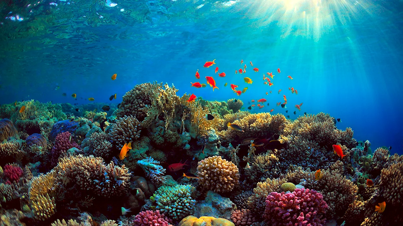 Коралловые рифы красного моря. Картинка