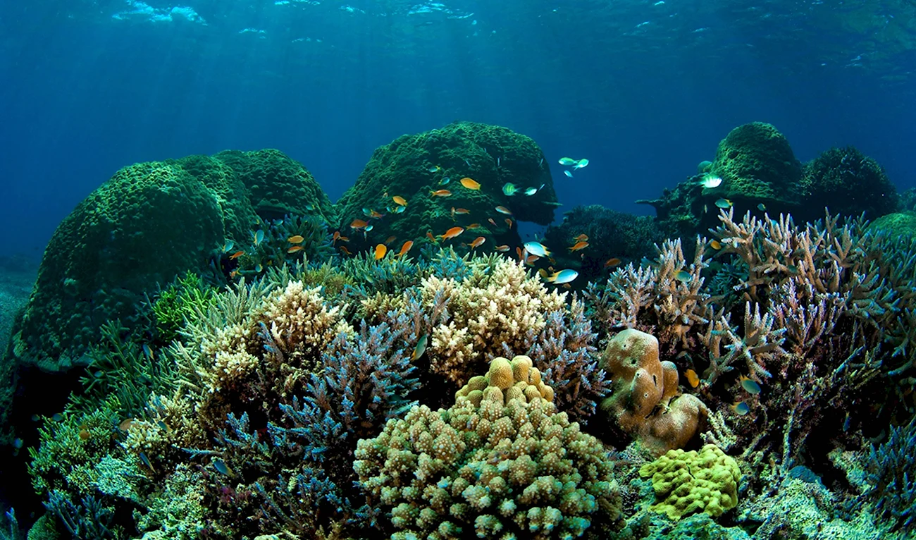 Коралловый риф в Шарм Эль Шейхе. Картинка