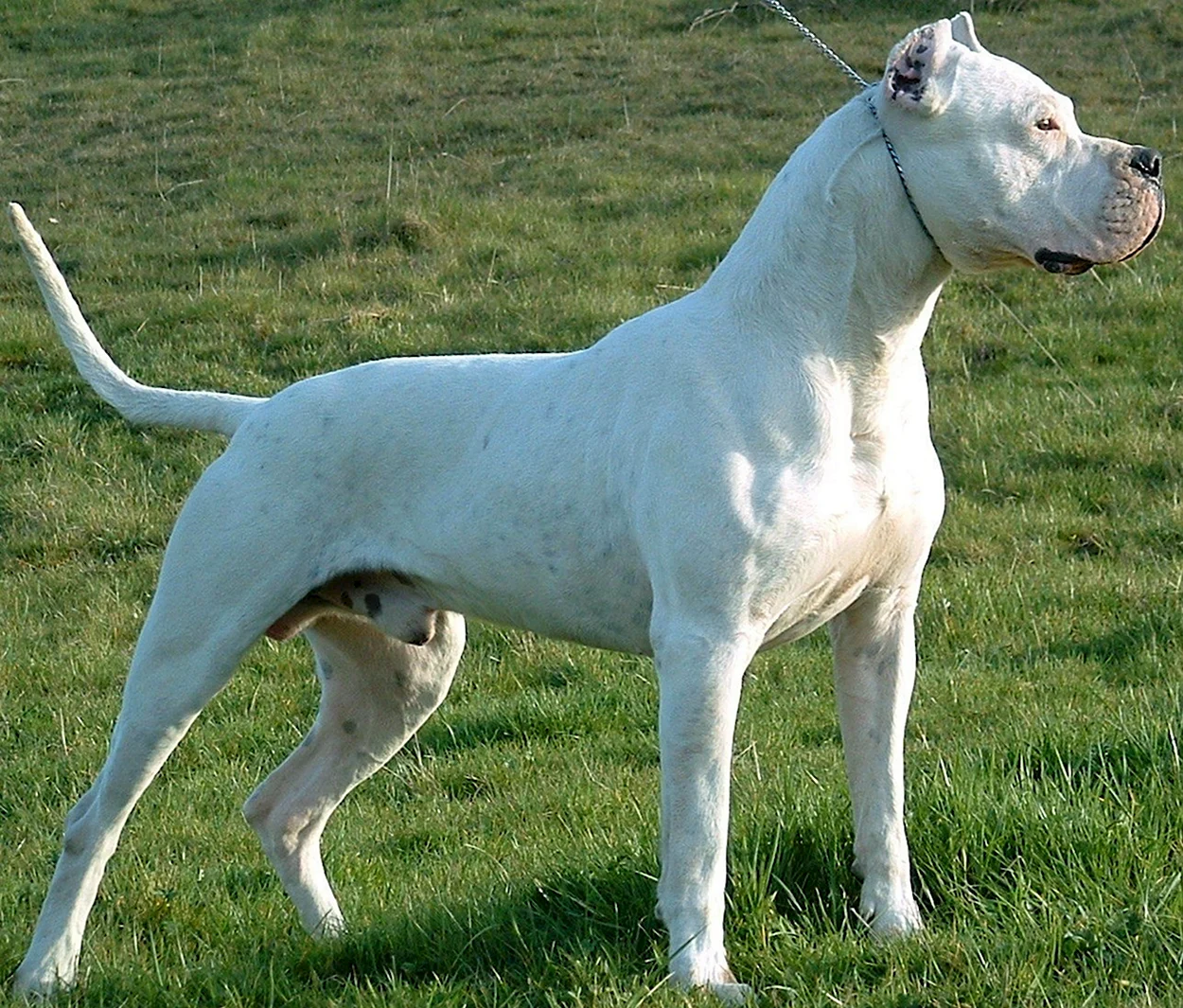 Кордовская Бойцовая собака. Красивое животное