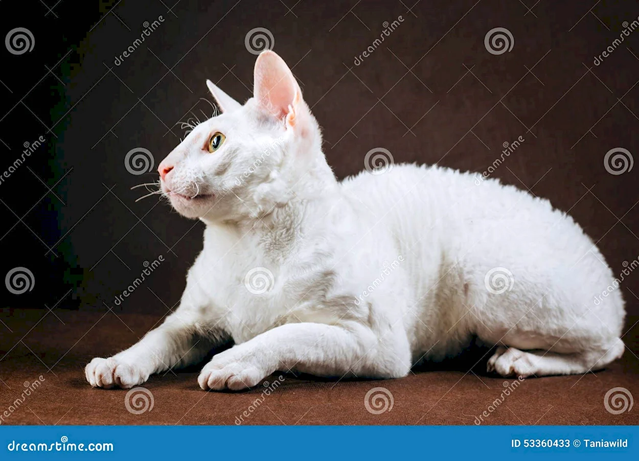 Корнуолльский кот-рекс. Красивое животное