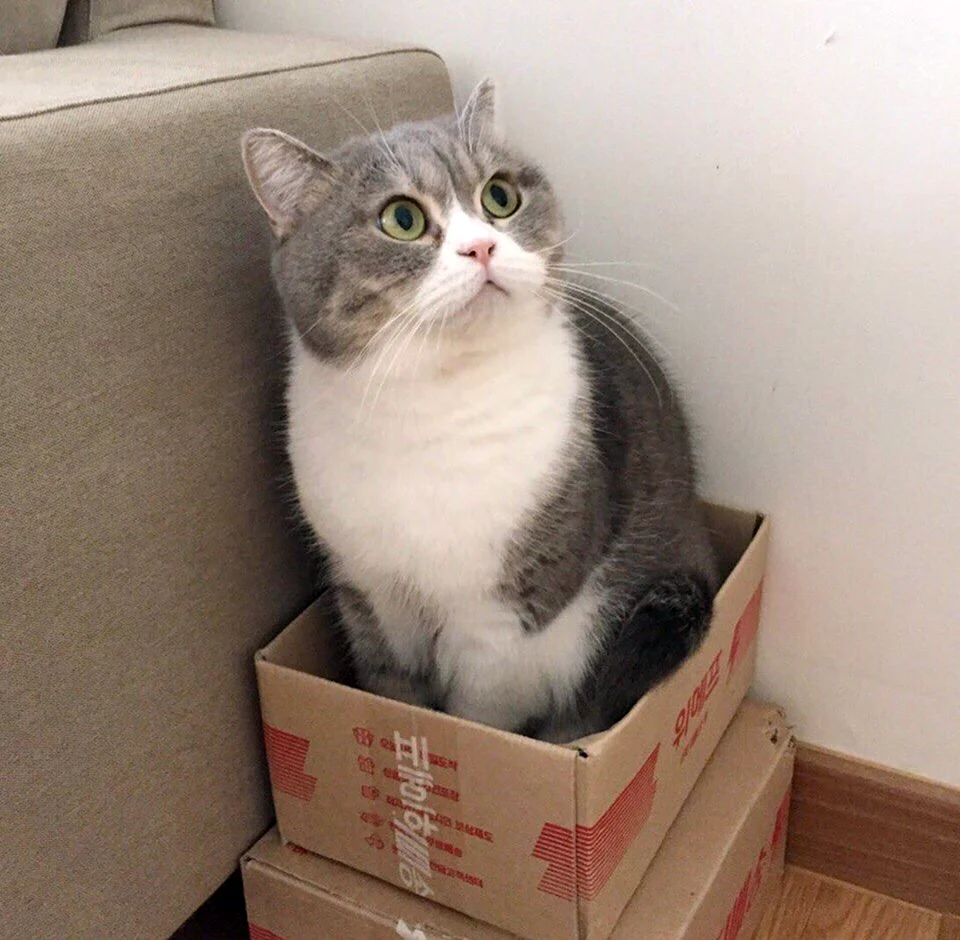 Коробка для кошки. Красивое животное