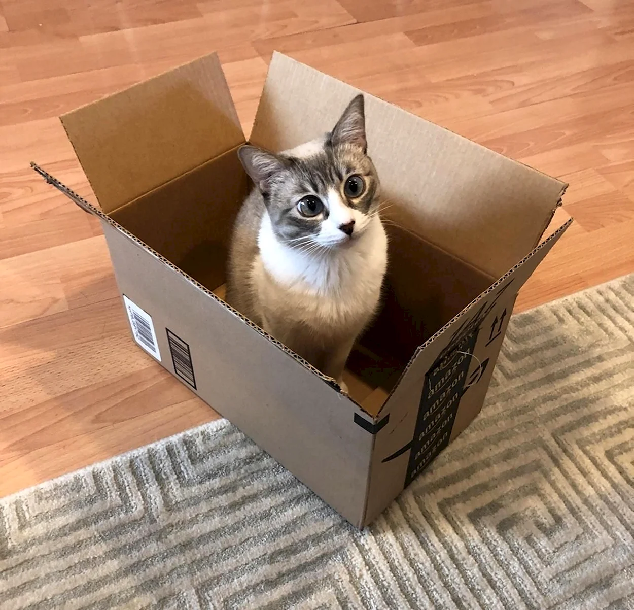 Коробка для кошки. Красивое животное