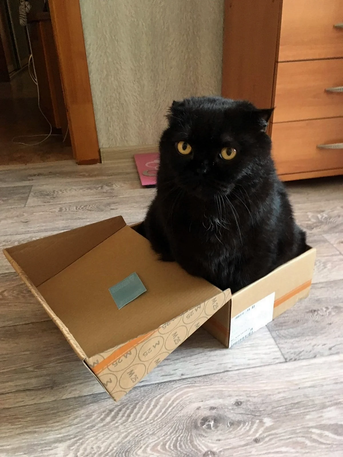 Коробка для кота. Красивое животное