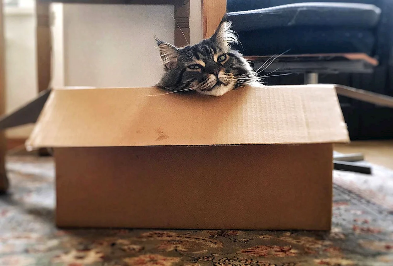 Коробка для кота. Красивое животное