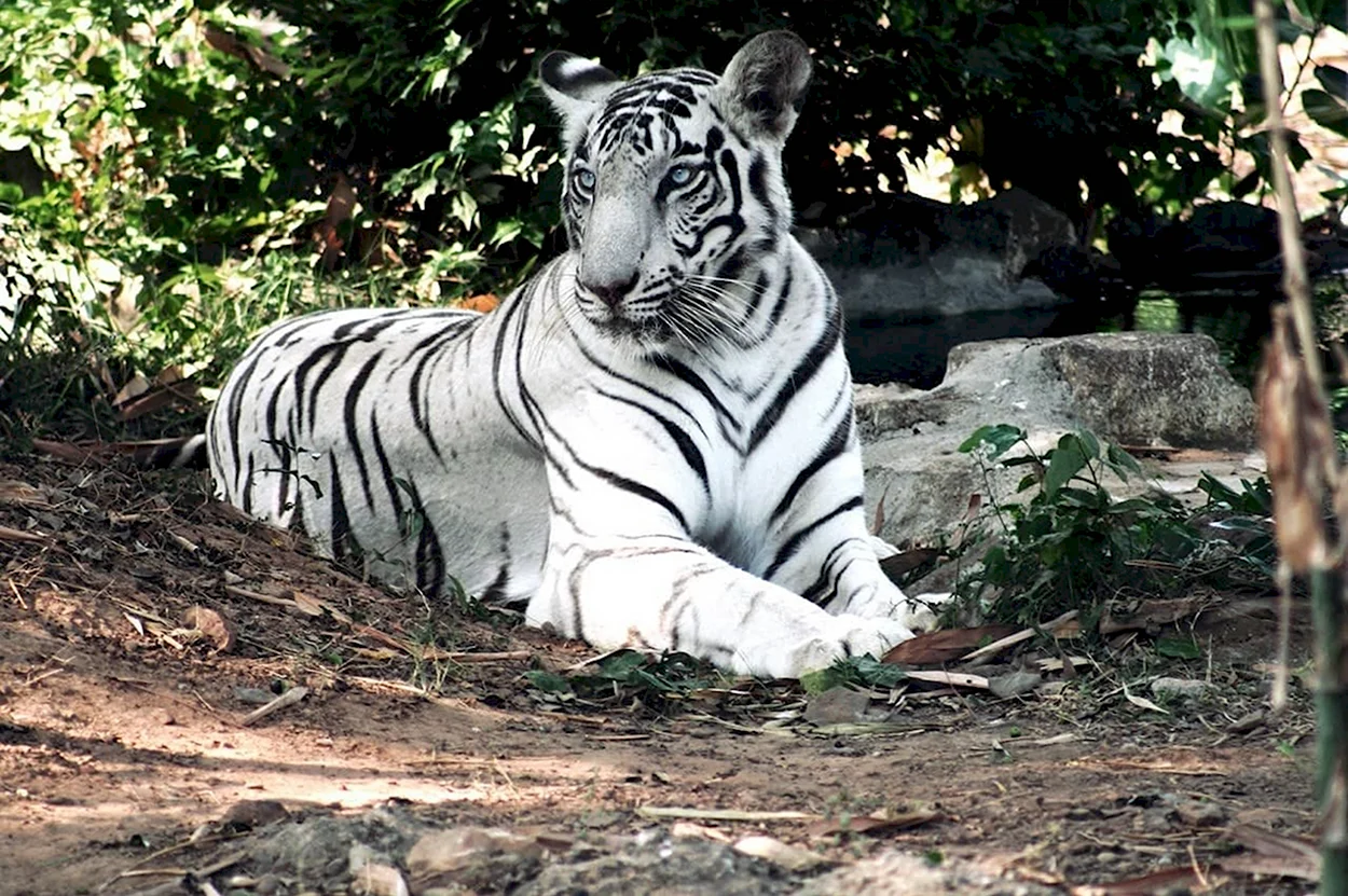 Королевский бенгальский тигр. Красивое животное