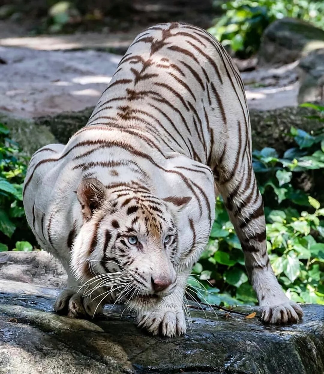 Королевский бенгальский тигр. Красивое животное
