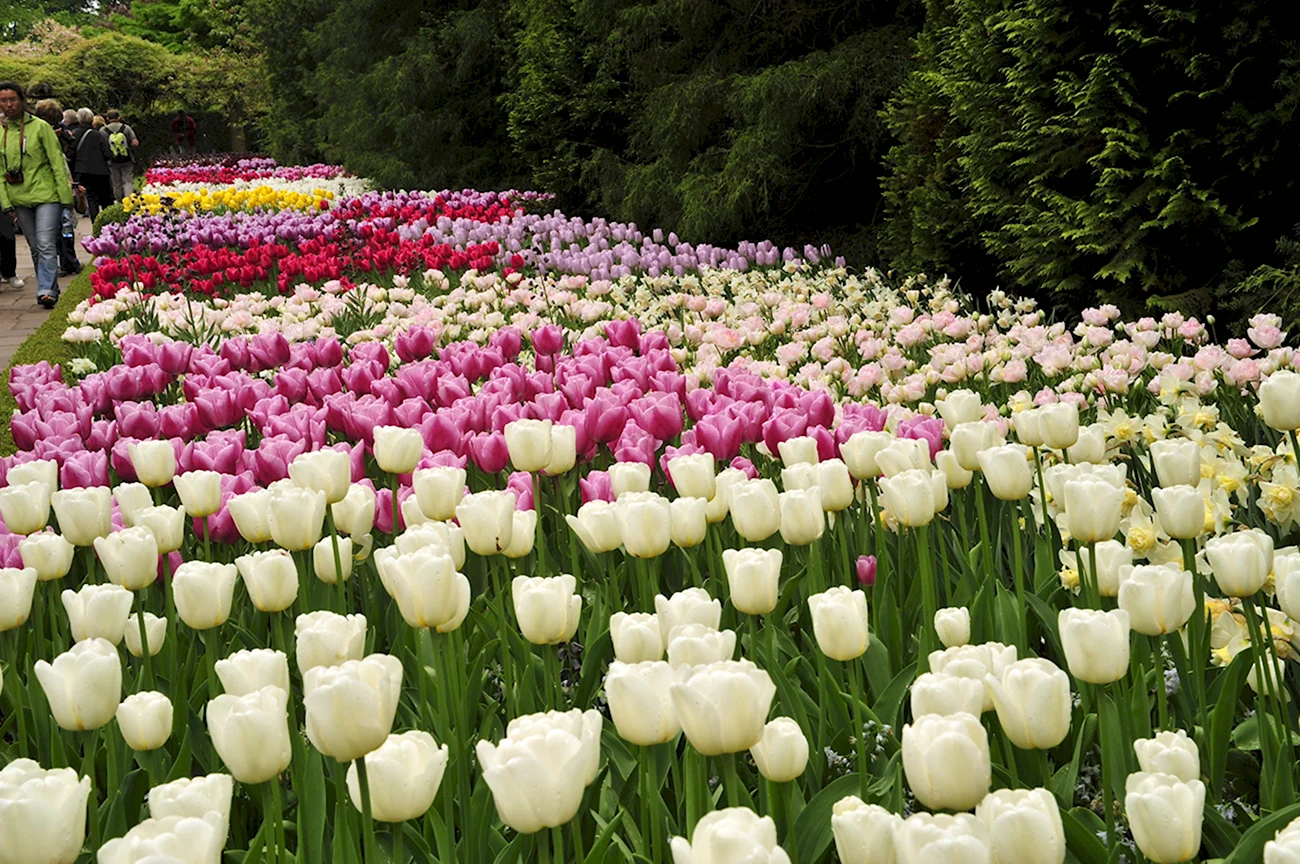 Королевский парк тюльпанов Кейкенхоф. Красивая картинка