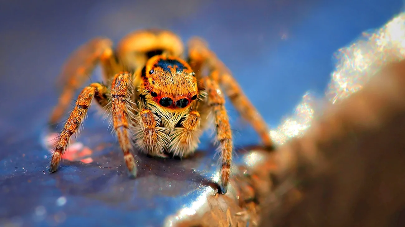 Королевский паук скакун. Картинка