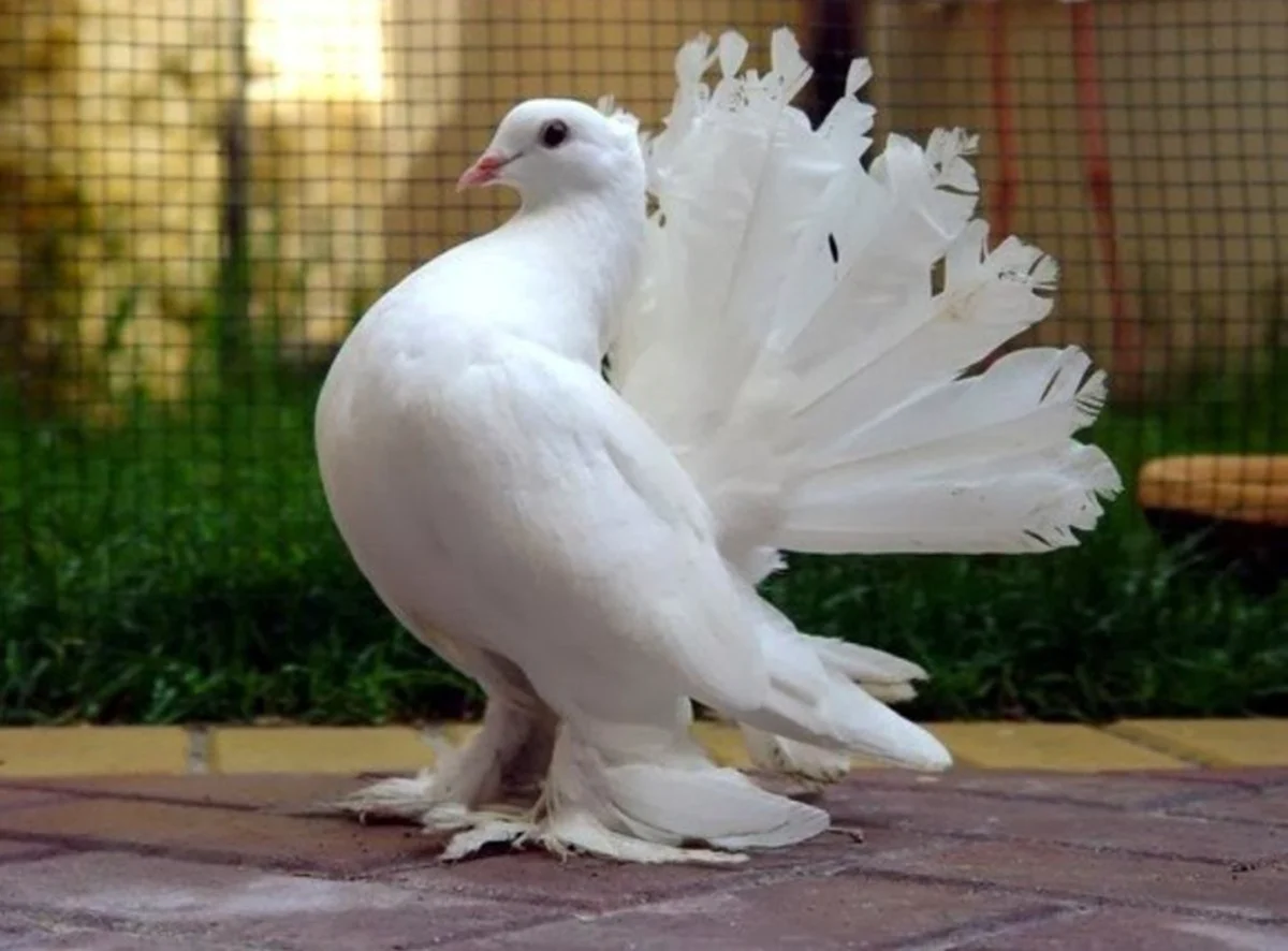 Королевский Павлин голубь. Красивое животное