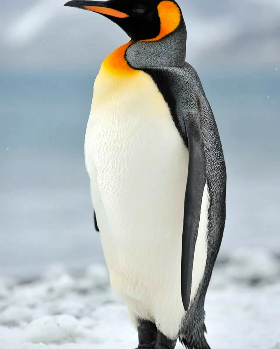Королевский Пингвин. Картинка
