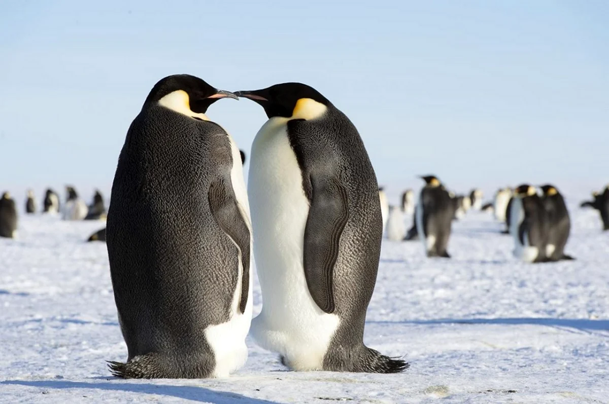 Королевский Пингвин в Антарктиде. Картинка