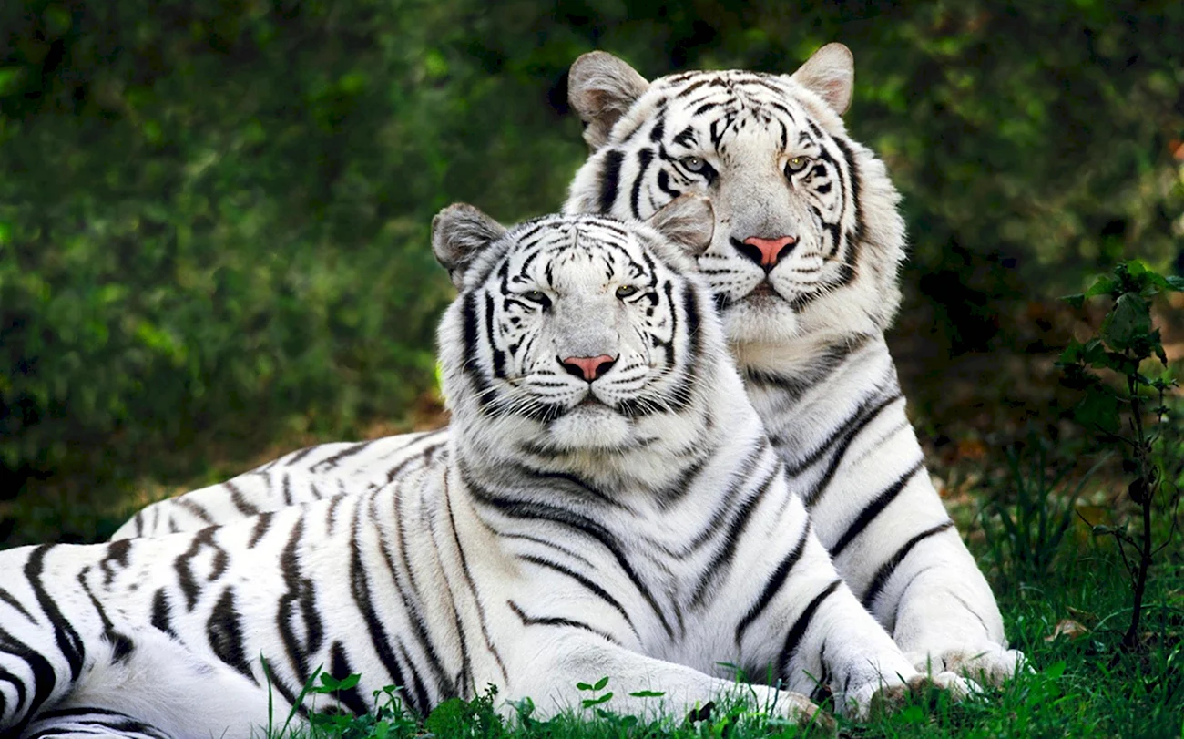 Королевский тигр белый. Красивая картинка