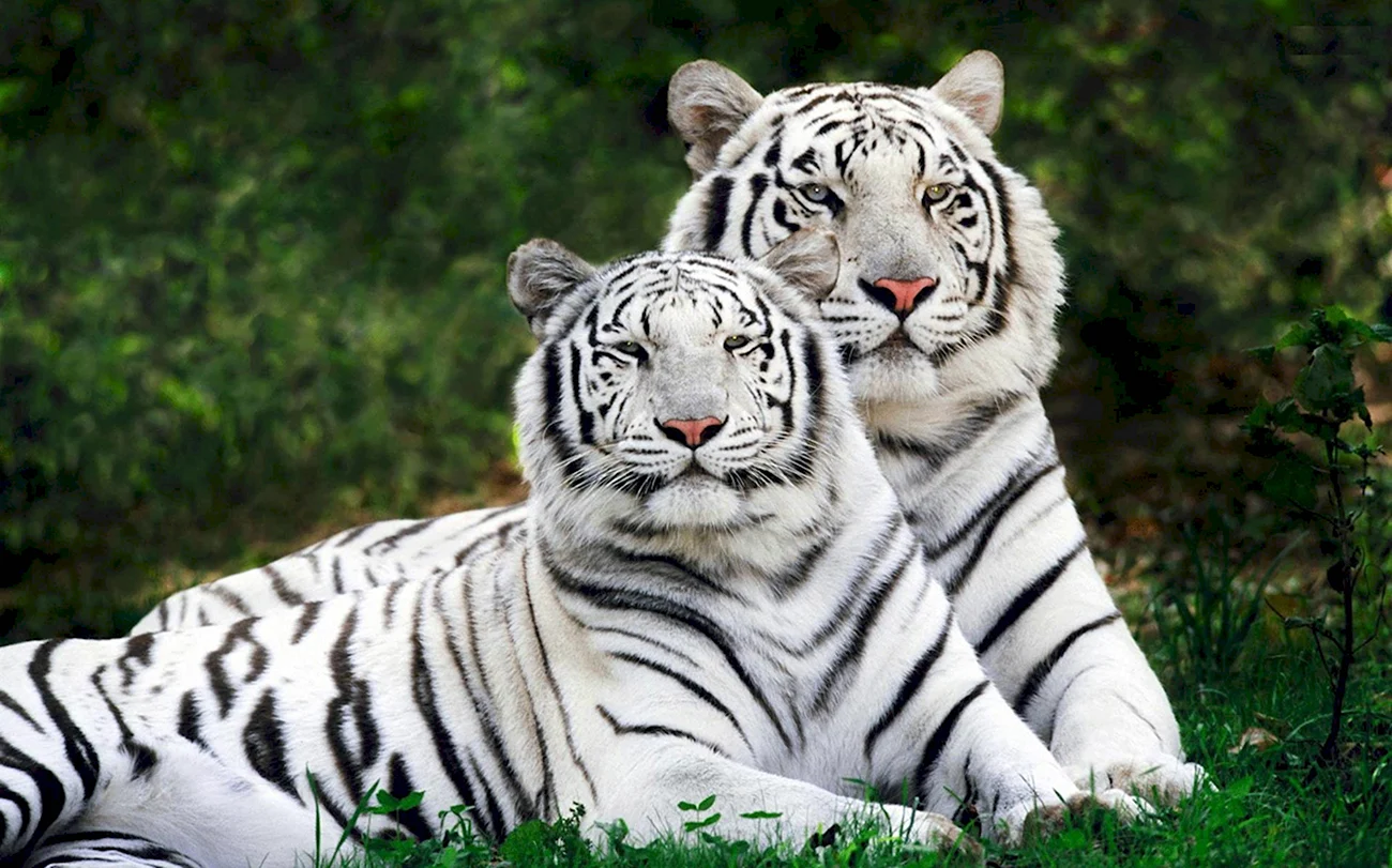 Королевский тигр белый. Картинка