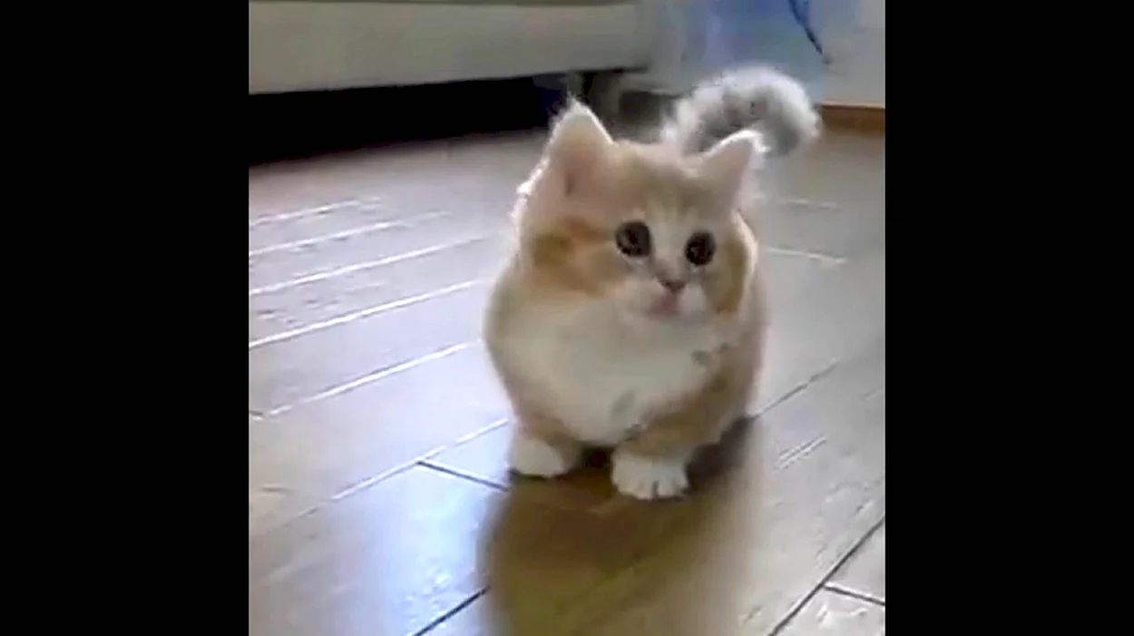 Коротколапый котенок. Красивое животное