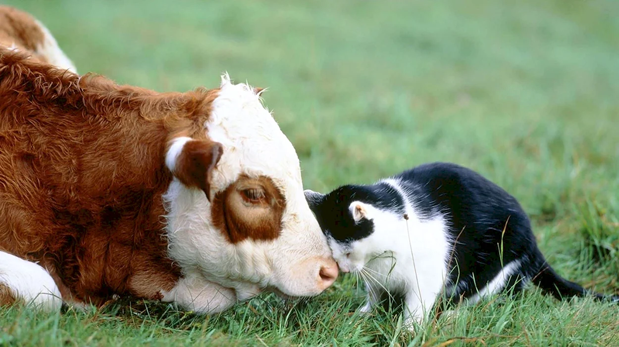 Корова и кошка. Красивое животное