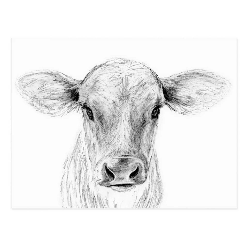 Корова рисунок карандашом. Для срисовки