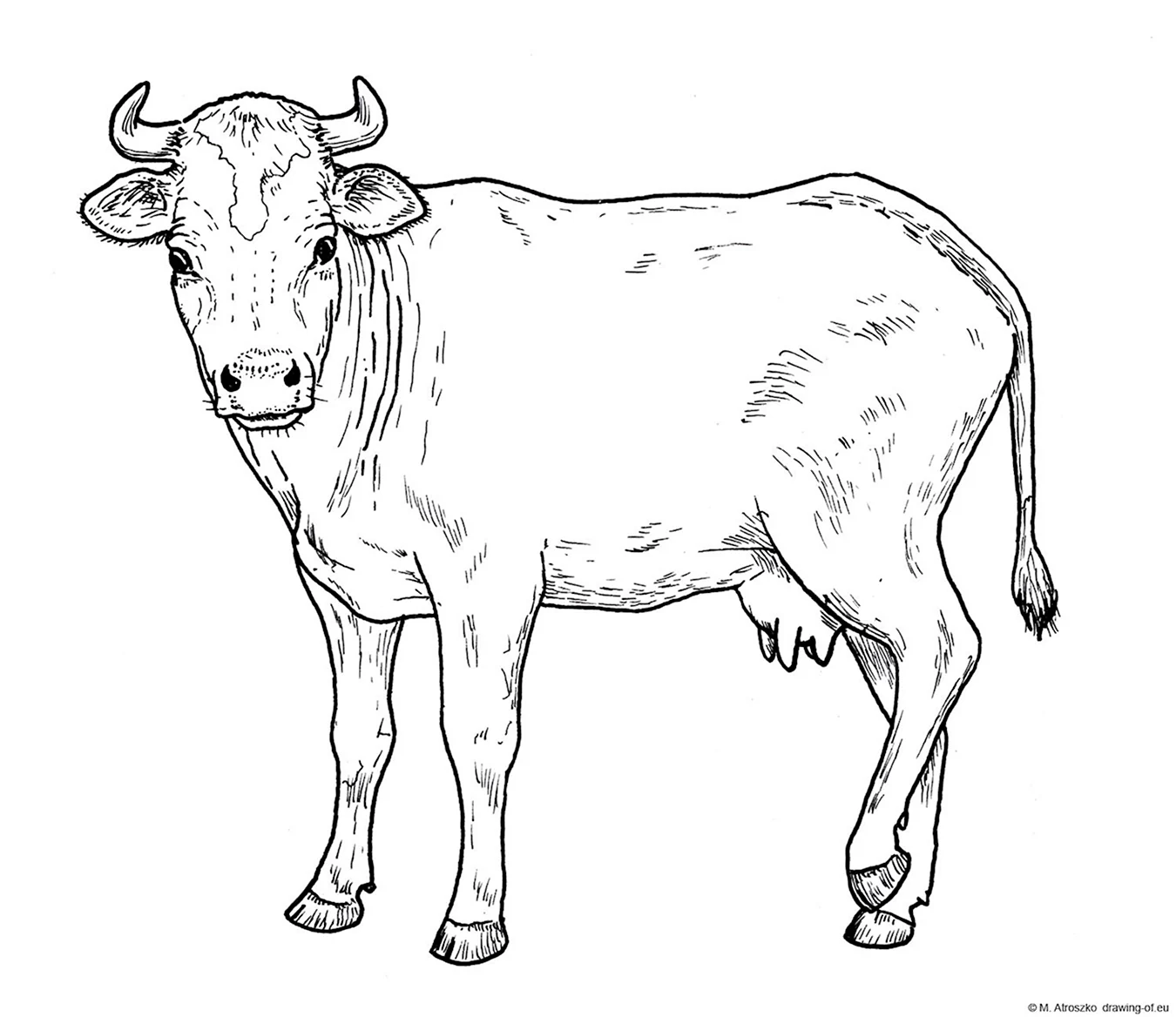 Корова спереди рисунок. Для срисовки