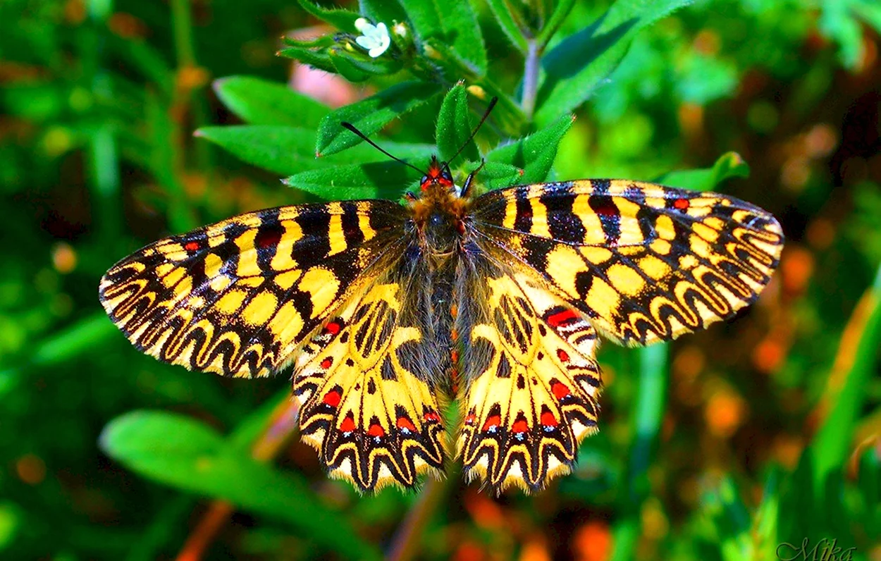 Корсиканский парусник бабочка. Красивое животное