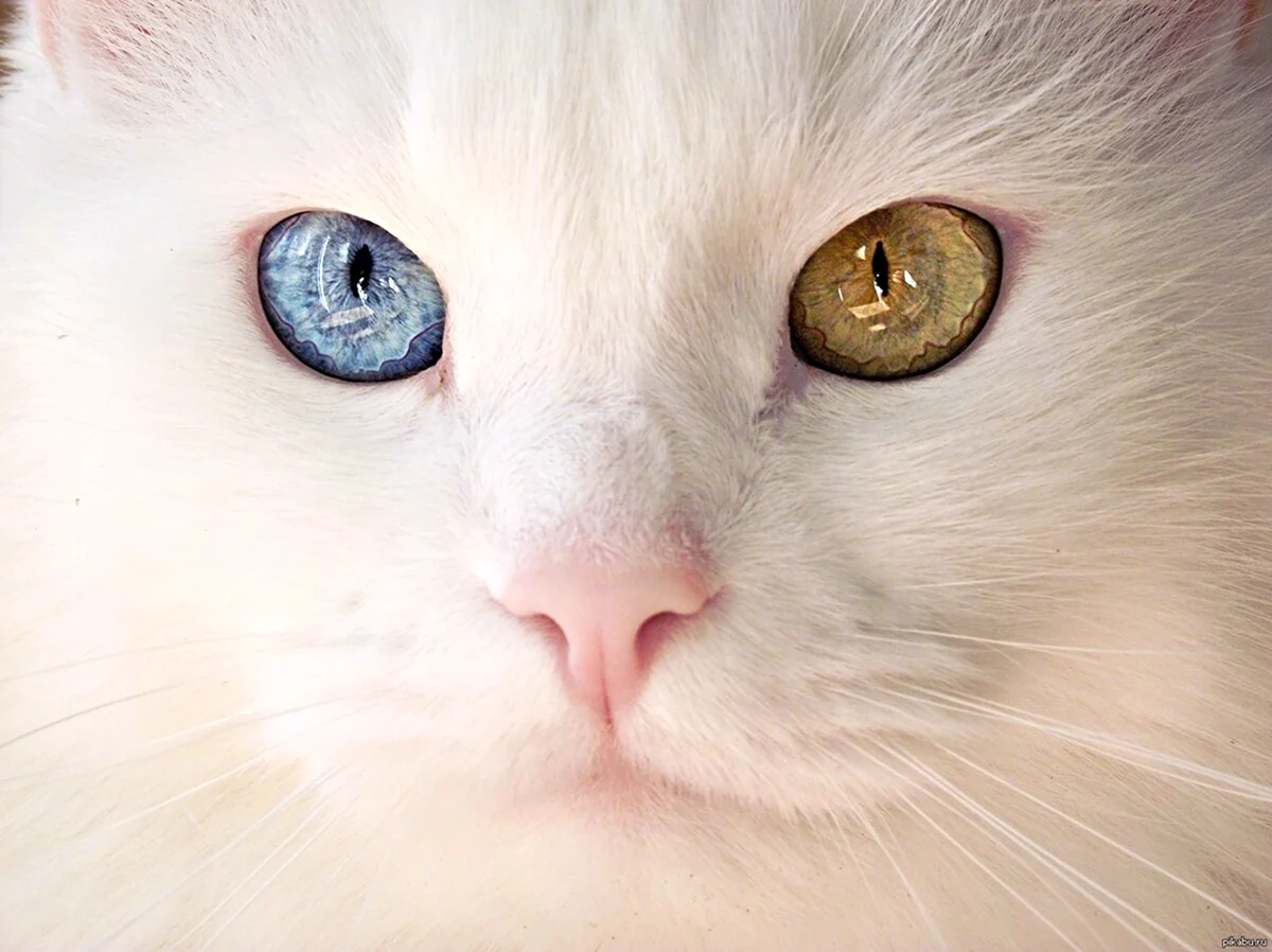Кошачьи глаза гетерохромия. Красивое животное