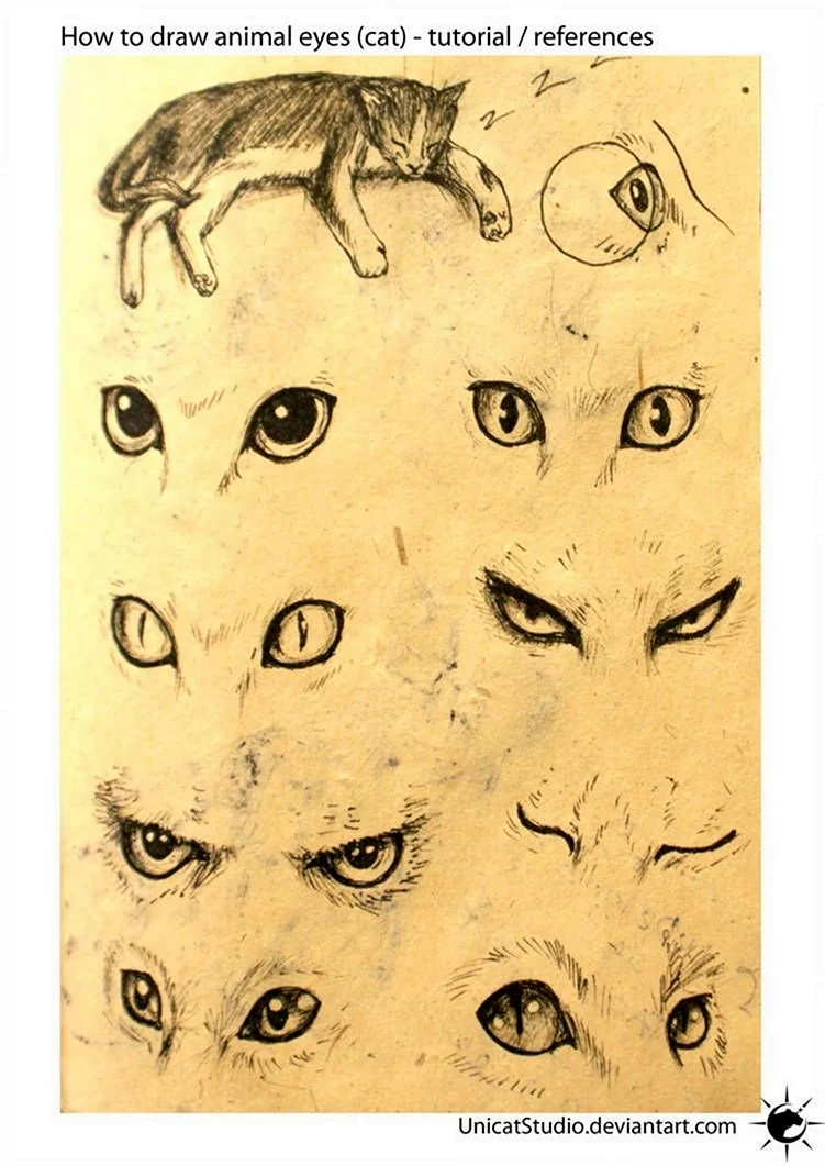 Кошачьи глаза референс. Для срисовки