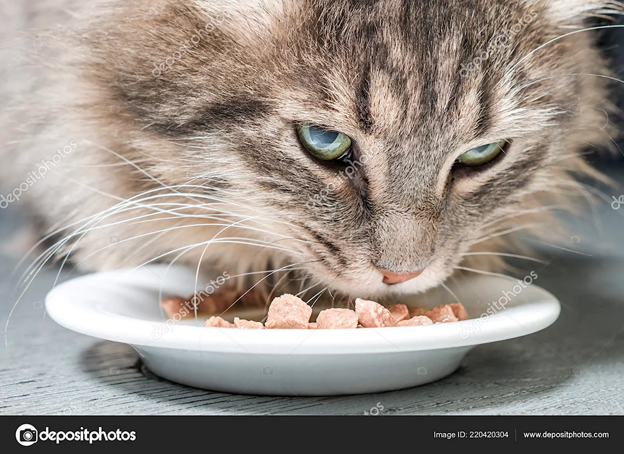 Кошачья еда. Красивое животное