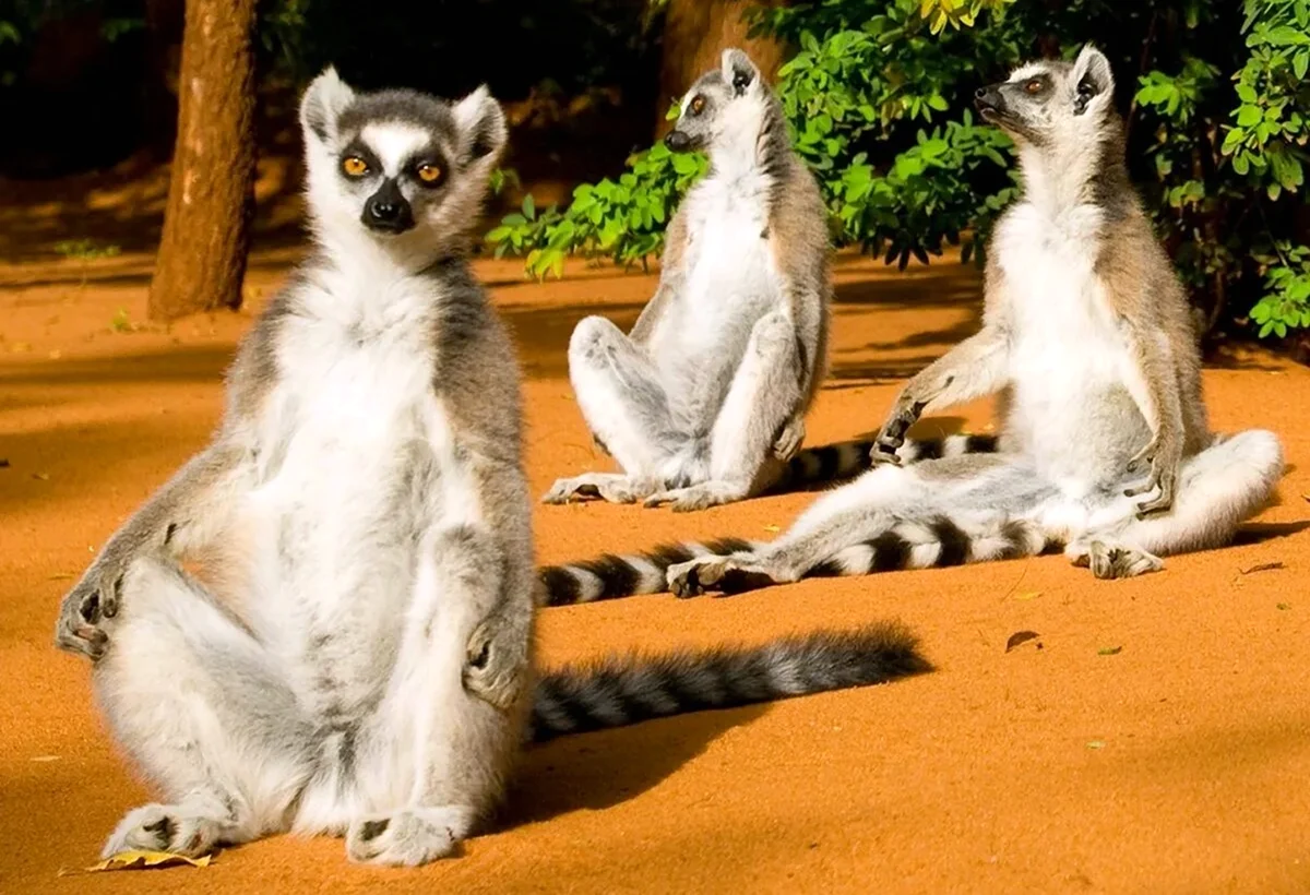 Кошачий лемур Мадагаскар. Картинка