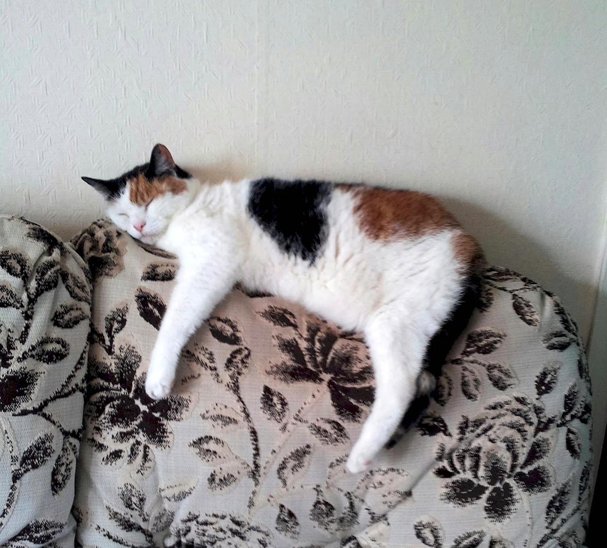 Кошечка на диване. Красивое животное