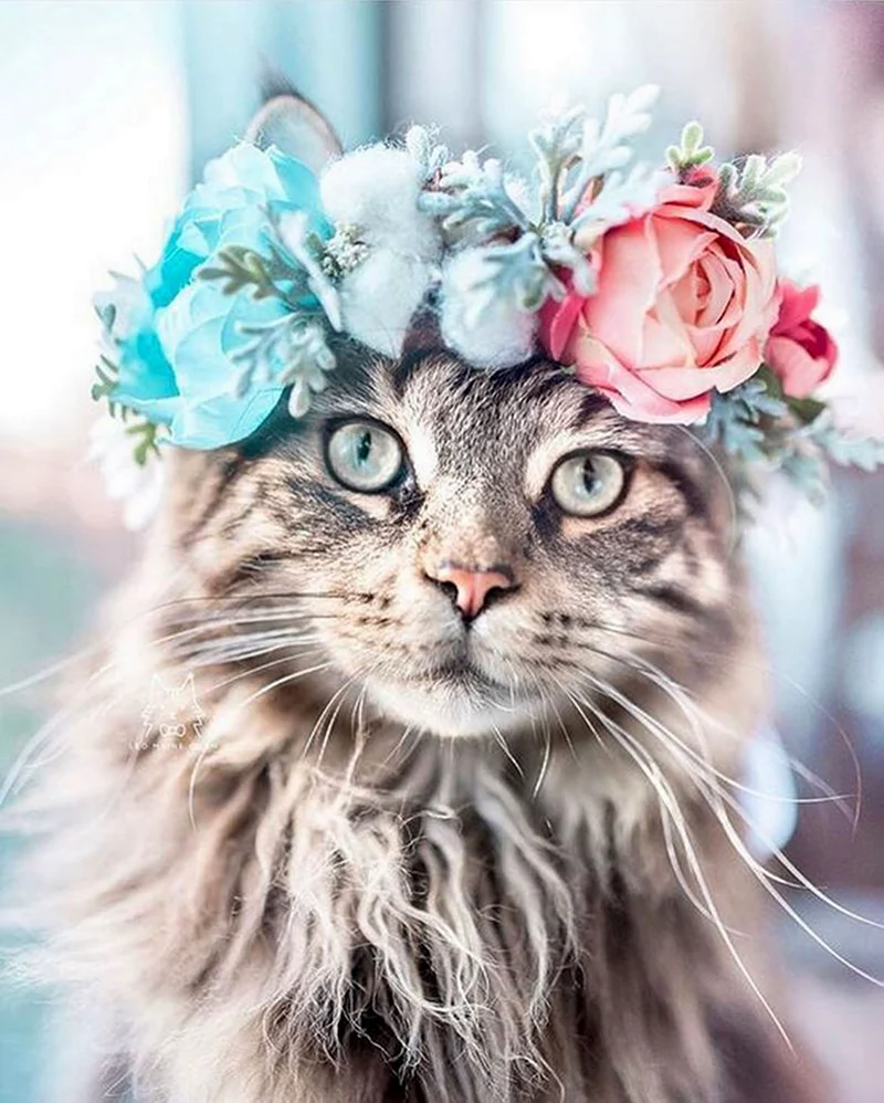 Кошечка с цветами. Красивая картинка