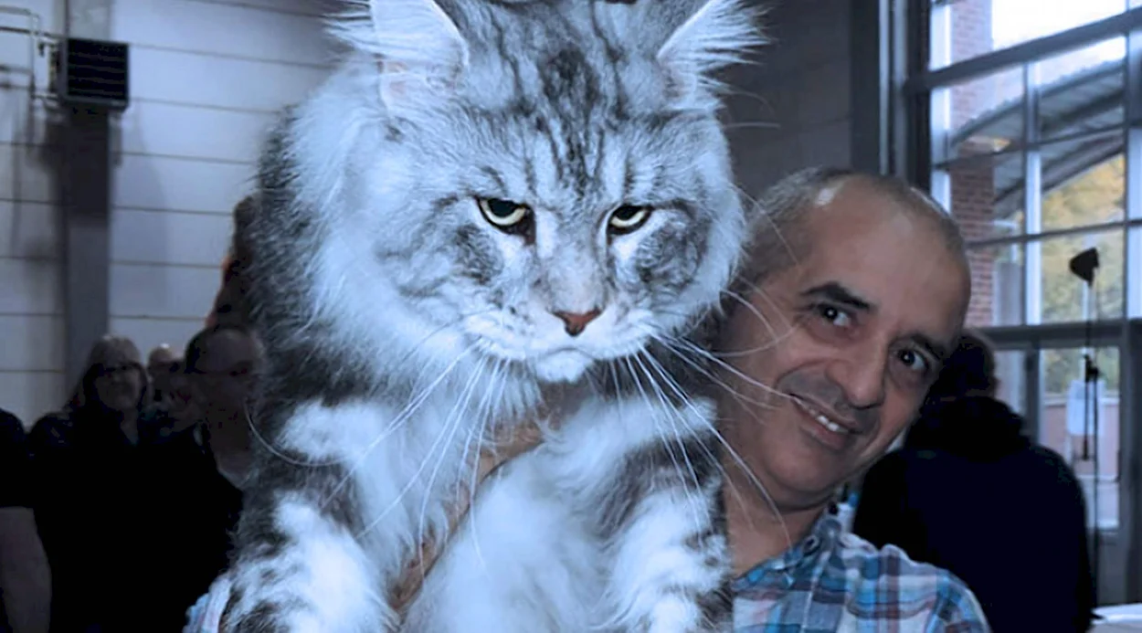 Кошка Баскова. Красивое животное