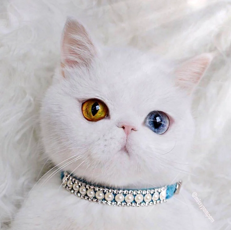 Кошка белая. Красивые картинки животных