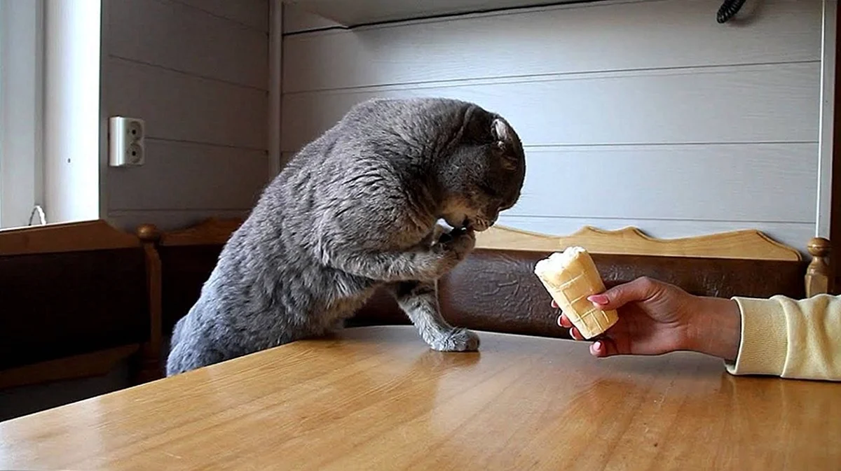 Кошка ест мороженое. Красивое животное
