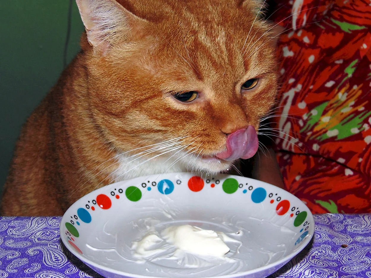 Кошка ест сметану. Красивое животное