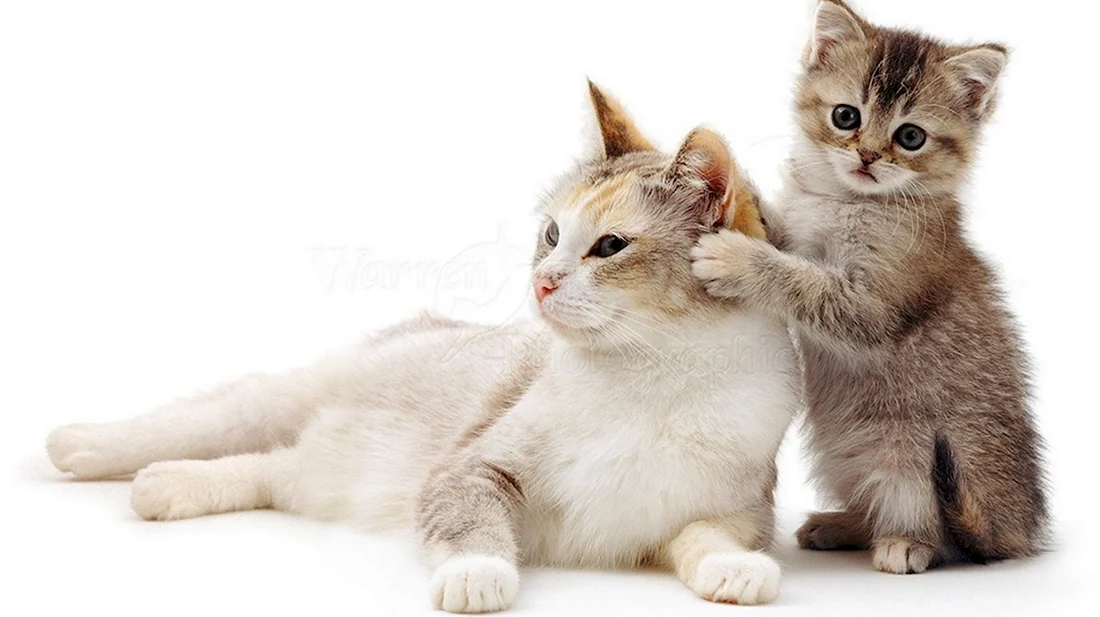 Кошка и котенок на белом фоне. Красивые картинки животных