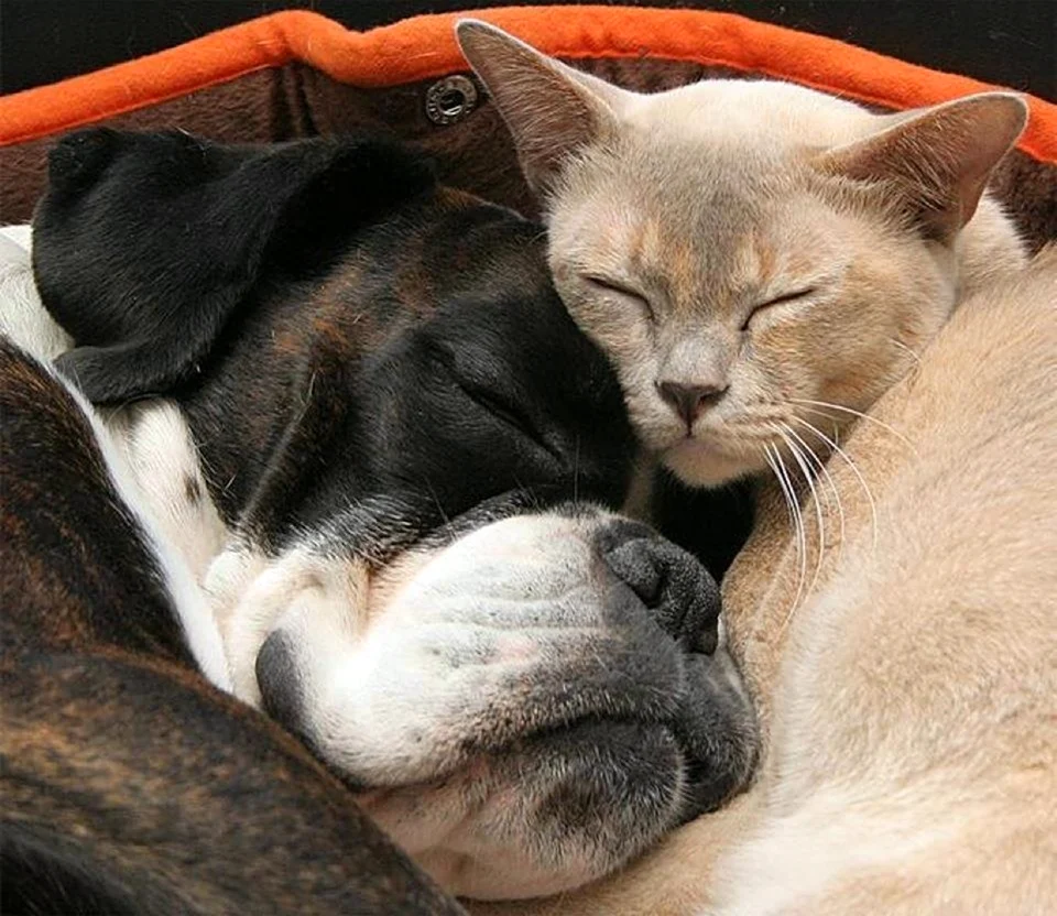 Кошка и собака любовь. Красивое животное