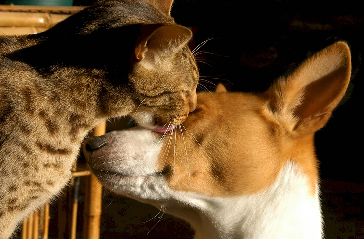 Кошка и собака любовь. Красивое животное