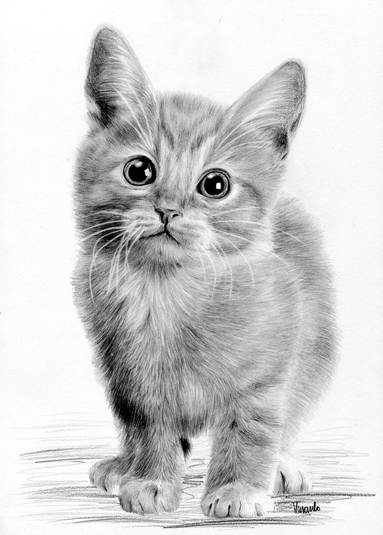 Кошка карандашом. Красивые картинки животных