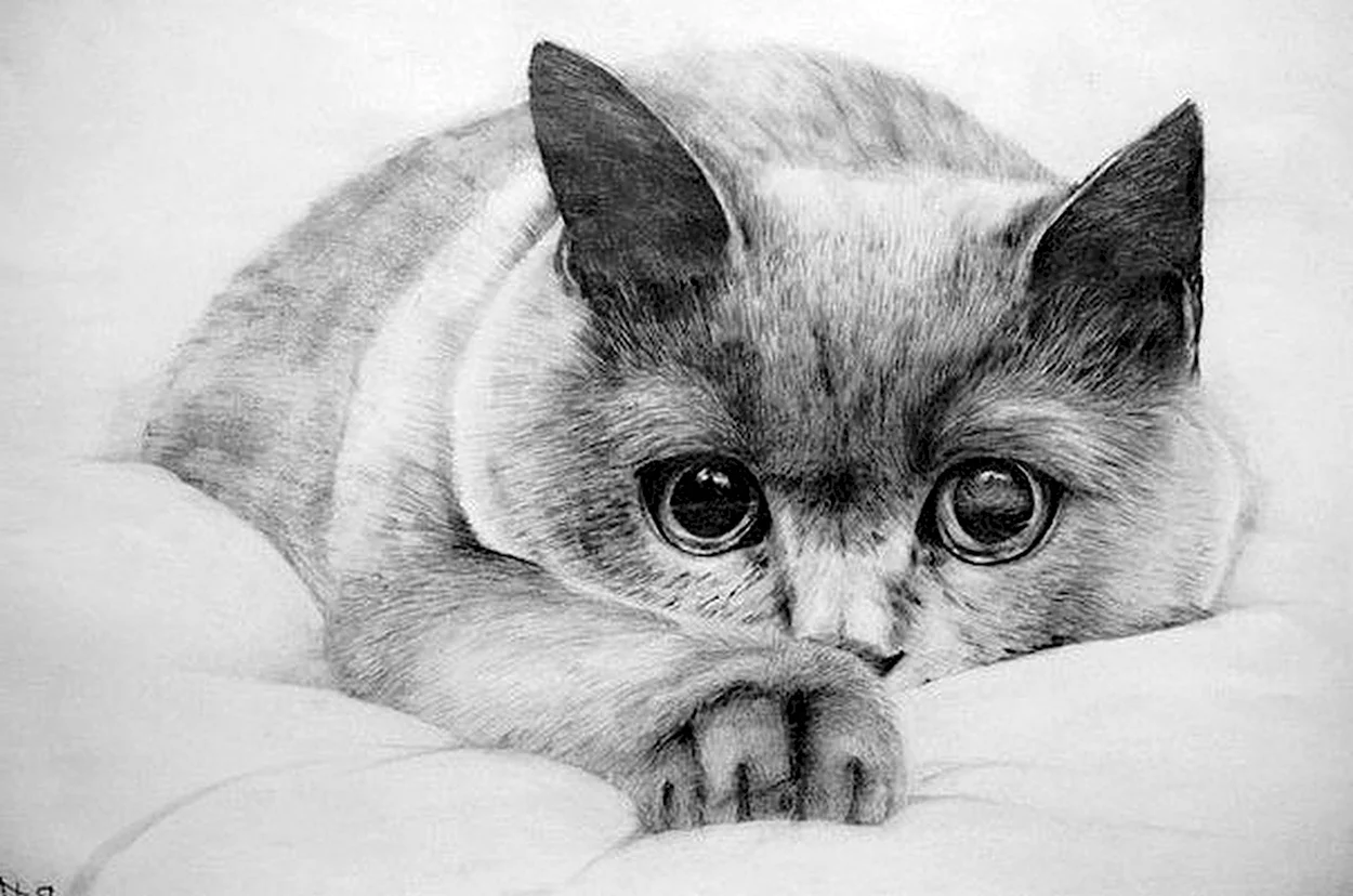 Кошка карандашом. Красивое животное