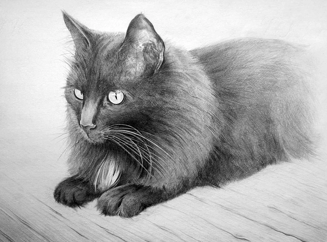 Кошка карандашом. Красивые картинки животных