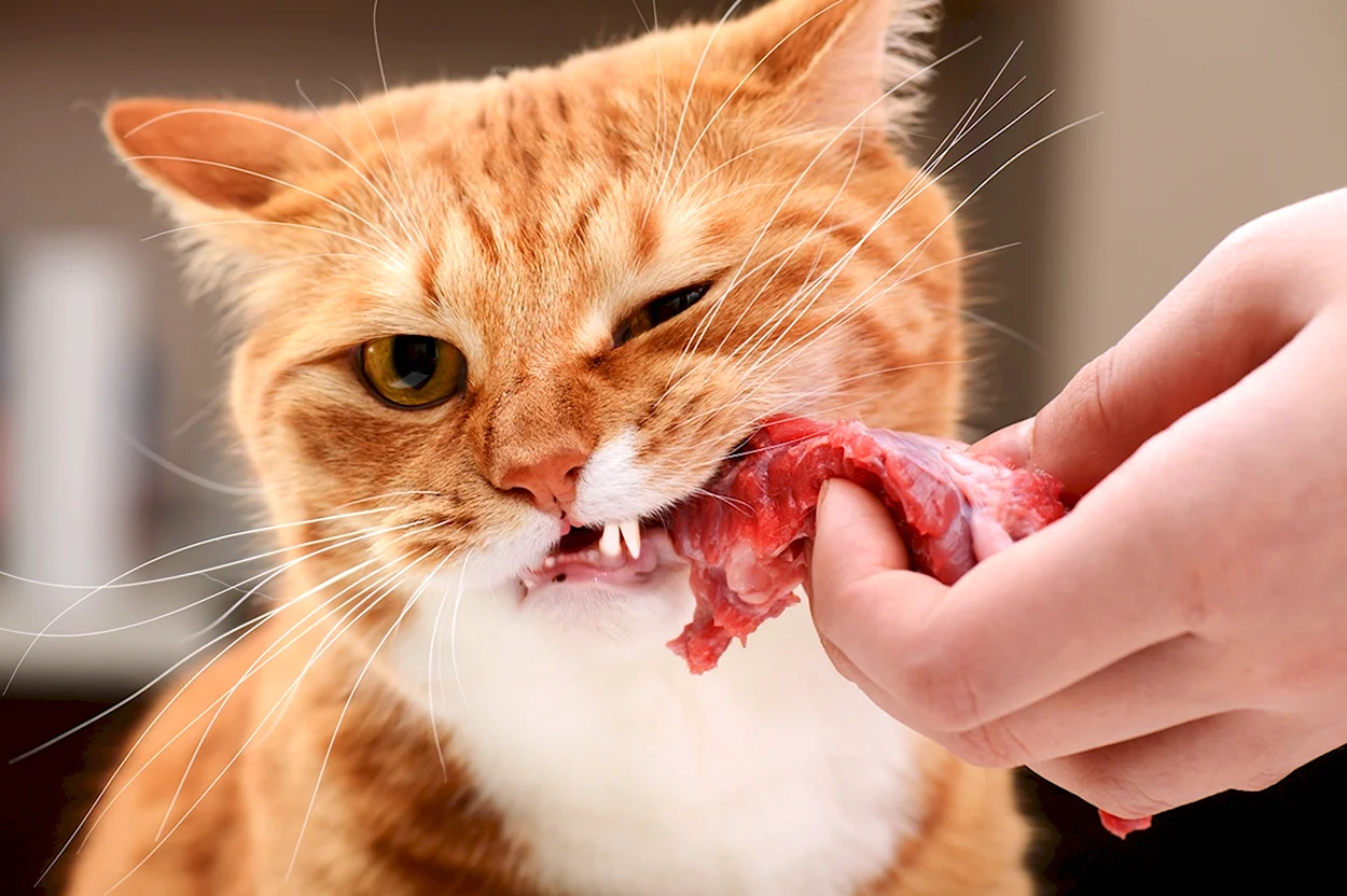 Кошка кушает. Красивое животное