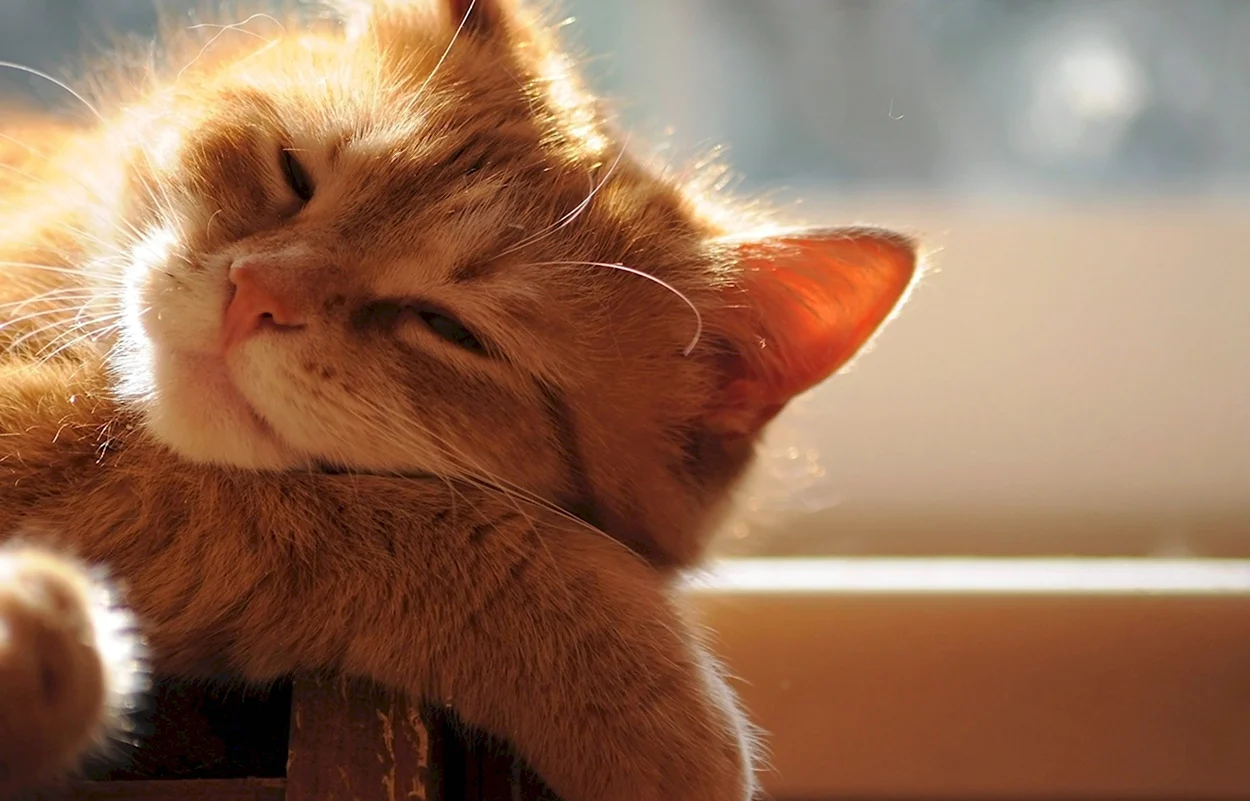 Кошка на солнце. Красивое животное