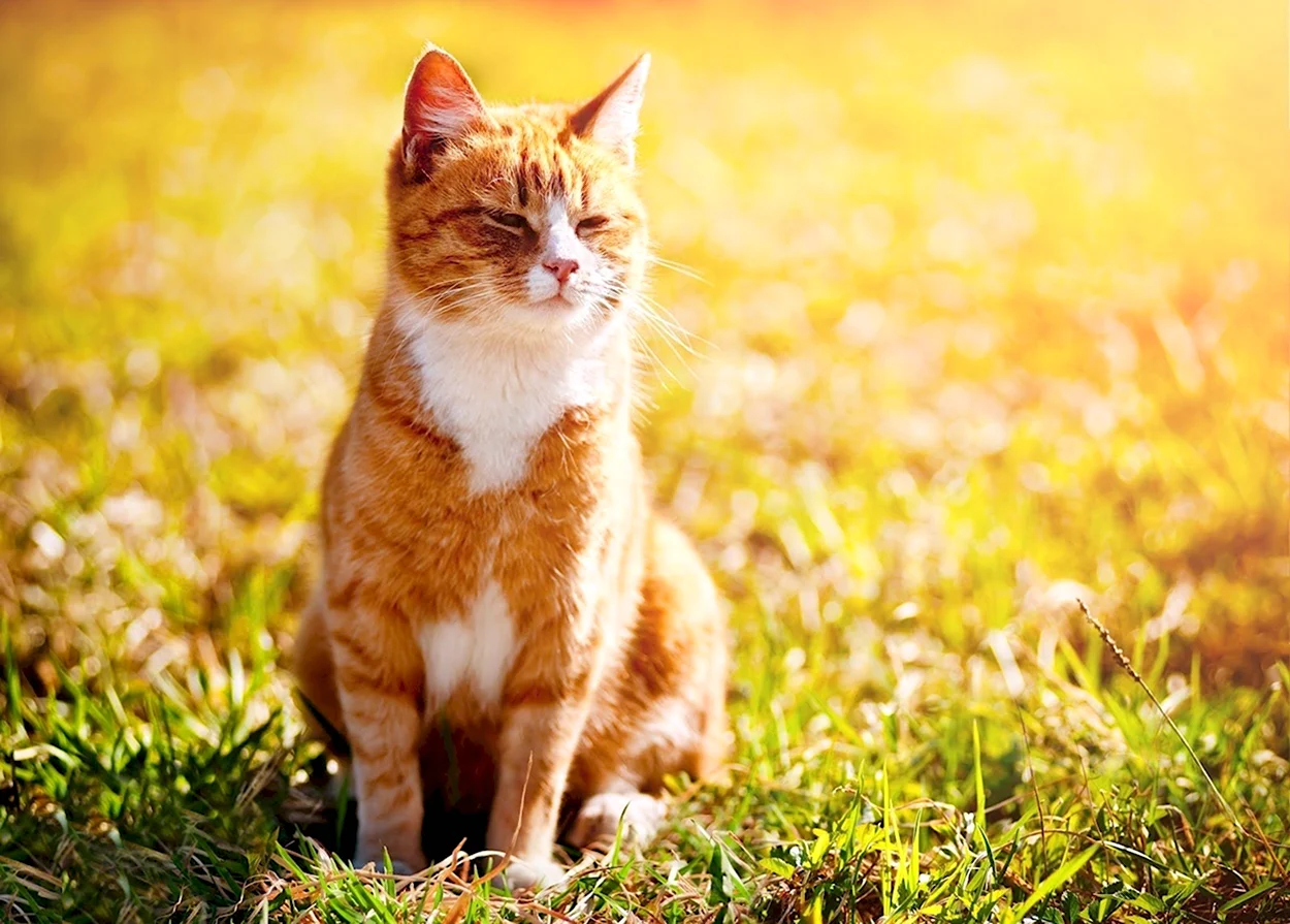 Кошка на солнце. Красивое животное