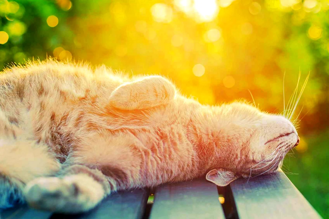 Кошка на солнышке. Красивое животное
