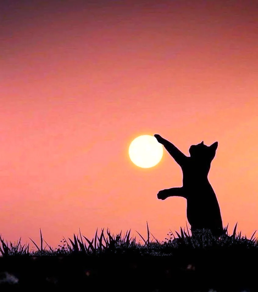 Кошка на закате. Красивое животное