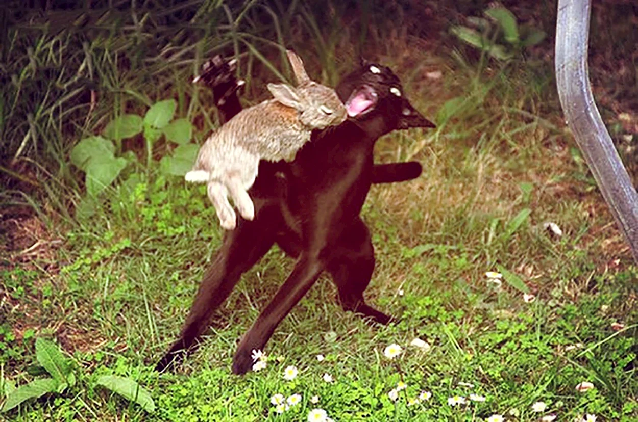 Кошка нападает на зайца. Красивое животное