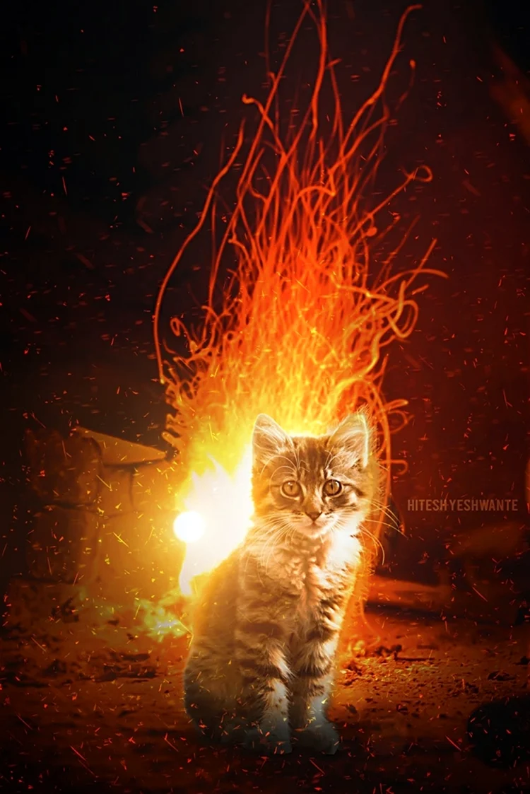 Кошка огонь. Красивое животное