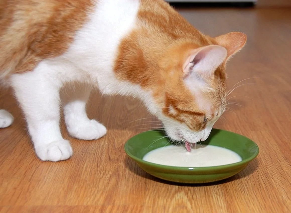 Кошка пьет молоко. Красивое животное