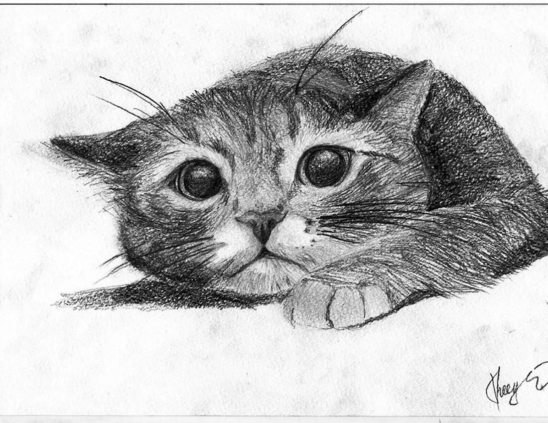 Кошка рисунок карандашом. Красивые картинки животных