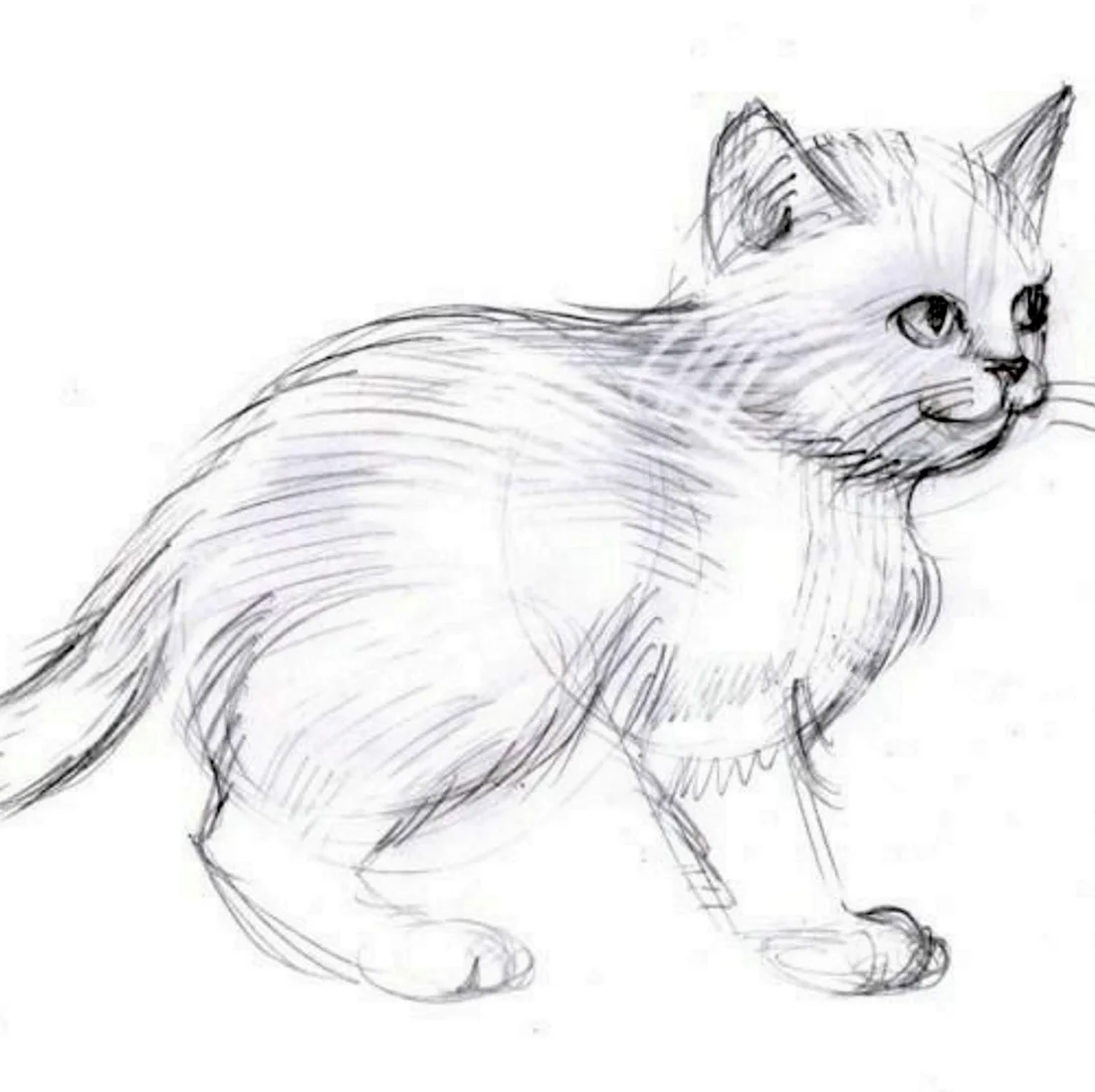 Кошка рисунок карандашом. Красивые картинки животных