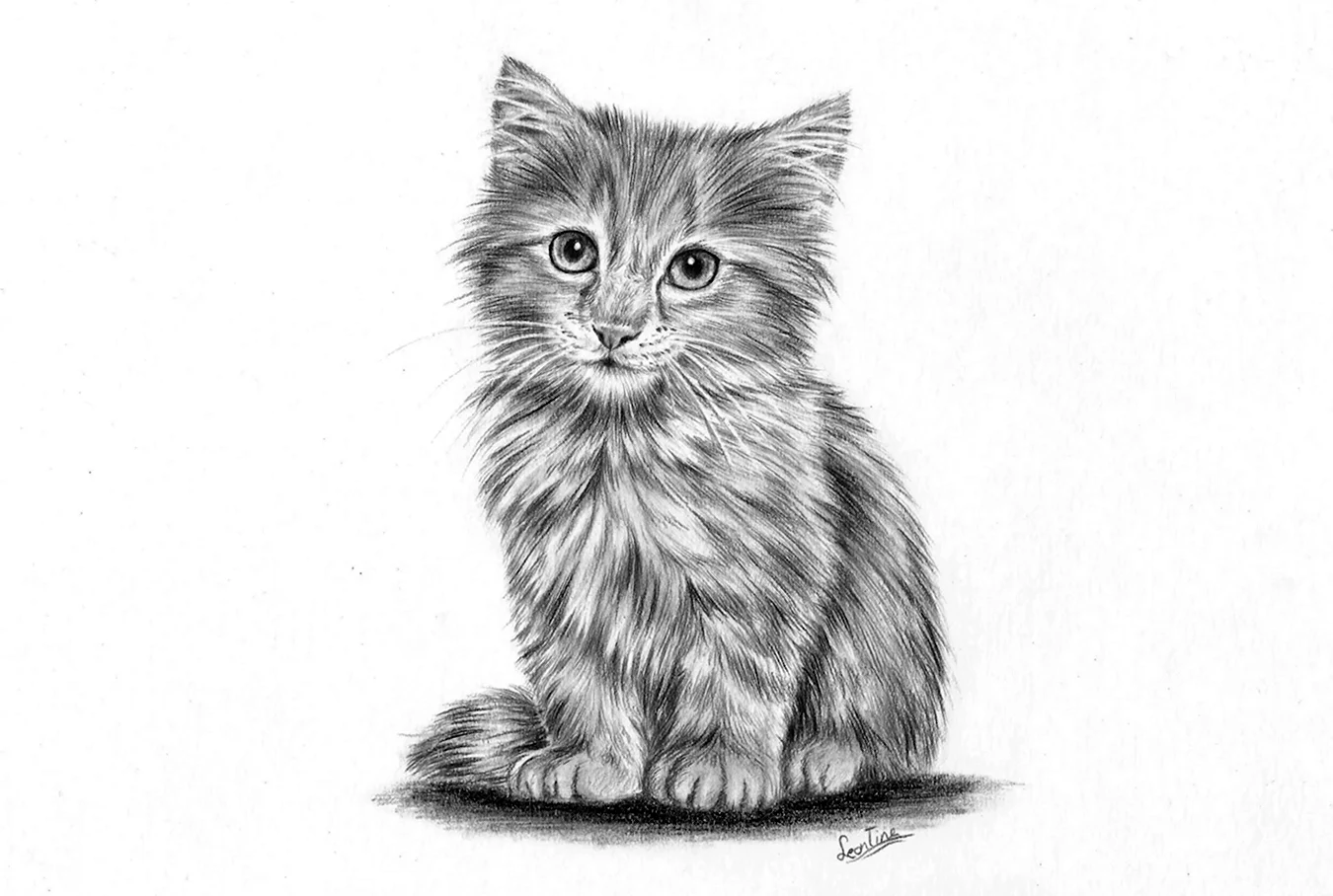 Кошка рисунок карандашом. Для срисовки