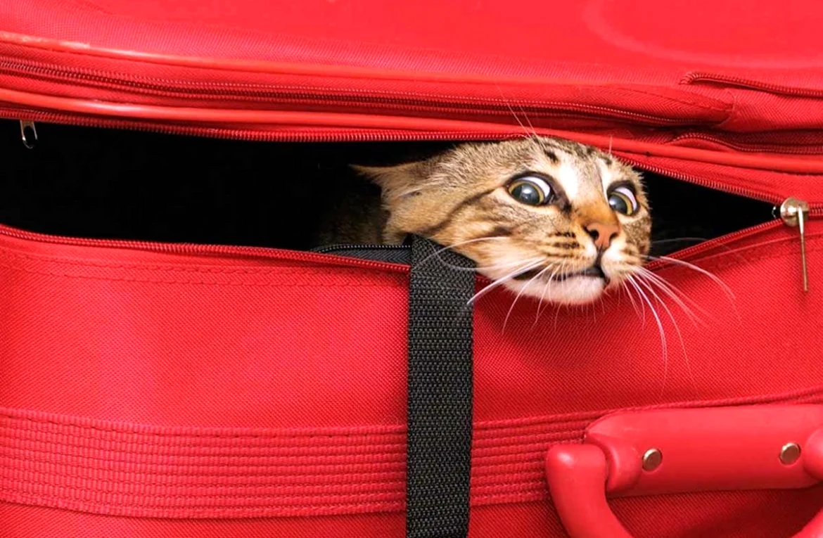 Кошка с чемоданом. Прикольная картинка